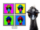 Staring Emus Photographie par Images Monsoon
