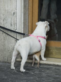 Big Dog with Little Dog Underneath it in Rome, Italy Outside of a Bakery Photographie par Andrea Sperling