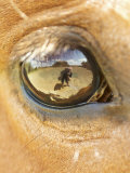 Horse Eye Photographic Print by April Bauknight