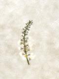 Still Life of Flowers Photographic Print by Joyce Tenneson