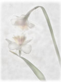 Nature morte de fleurs Photographie par Joyce Tenneson