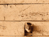 Kitten Sticking it's Head Out of Hole in the Wall Photographic Print by Rob Lang