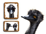 Emu Memories Photographie par Abdul Kadir Audah