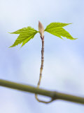 Sugar Maple Leaf Bud Opening Photographic Print by John Churchman