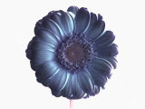 De-Saturated Flower Photographie par Images Monsoon