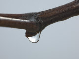 Raindrops on Grape Tendrils Photographic Print by Images Monsoon