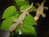 Melon Lizard on Branch Photographic Print by Images Monsoon