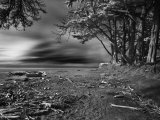 Driftwood on the Beach, Santa Cruz, California Lámina fotográfica por Images Monsoon