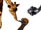 Giraffe, Emu and Offspring Photographic Print by Abdul Kadir Audah