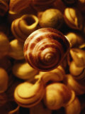 Cluster of Seashells Photographic Print by Abdul Kadir Audah