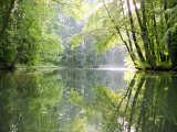 Spreewald Canal Reflection, an Area of Old Canals in Woods Photographic Print by Diane Miller