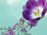 Flowers Floating in Water Photographie par April Bauknight