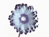 Irridescent Flower Photographic Print by Images Monsoon