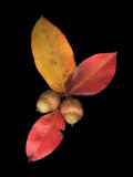 Pear Leaves and Acorns Photographic Print by Images Monsoon