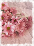 Still Life Photograph, Chrysanthemum Flowers Photographie par Images Monsoon