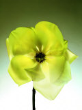 Green Magnolia Blossom Fotografie-Druck von Images Monsoon