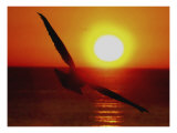 Bird Gliding into Setting Sun Giclee Print by Rich LaPenna