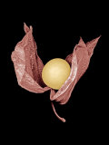 Pink Husked Cape Gooseberry Photographic Print by Claire Morgan