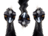 Three Emus Photographie par Abdul Kadir Audah