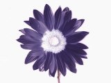 De-Saturated Flower Photographic Print by Ade Groom