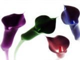 4 Lilies in Neon Colors with White Background Lámina fotográfica por Images Monsoon