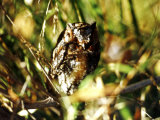 Owl. Sedona, Arizona, USA Photographic Print by Margaret L. Jackson