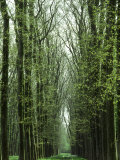 Row of Trees in the Woods Photographie par Rob Lang