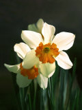 Two White and Orange Daffodils Photographic Print by Images Monsoon