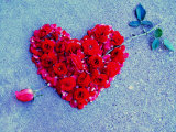 Rose Pierces Heart of Roses on Blue Backdrop Photographic Print by Emiko Aumann