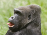 Close-Up of a Gorilla Photographic Print by Images Monsoon