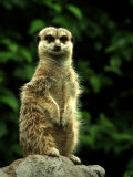 Curious Meerkat, Suricata Suricatta Fotografisk tryk af Images Monsoon Curious Meerkat, Suricata Suricatta Fotografisk tryk af Images Monsoon