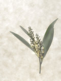 Still Life of Flowers Photographic Print by Joyce Tenneson
