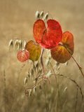 Wild Grape Leaves and Oats Photographic Print by Diane Miller