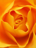 Still Life Photograph, Close-Up of Orange Rose Fotografie-Druck von Abdul Kadir Audah