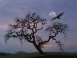 Oak Tree Silhouetted Against Cloudy Sunrise with Partially Obscured Moon and Flying Vulture Photographic Print by Images Monsoon