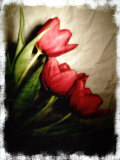 Three Red Tulips Photographic Print by Abdul Kadir Audah