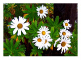 Montauk Lilies Giclee Print by Images Monsoon