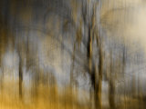 Composited Image of Trees Photographic Print by Diane Miller