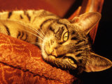 Lazy Cat on the Sofa Photographic Print by Images Monsoon