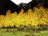 Brilliant Golden Aspen Trees in Rocky Mountains Near Silverton, Southwestern Colorado, USA Photographic Print by Images Monsoon
