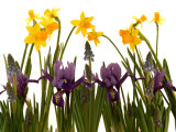 Still Life Photograph, a Collection of Spring Flowers in One Frame Lámina fotográfica por Images Monsoon Still Life Photograph, a Collection of Spring Flowers in One Frame Lámina fotográfica por Images Monsoon