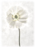 Still Life of a Flower Photographic Print by Joyce Tenneson
