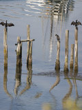 Cormorants, California Coast Photographie par Images Monsoon