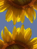 Sunflowers Photographic Print by Abdul Kadir Audah