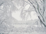 Image of Snow Covered Trees Photographic Print by Images Monsoon