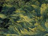 Close-Up of a Plastic Christmas Tree Photographic Print by Images Monsoon
