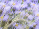 Aster Daisy Flowers (Frikartii 'Monch') Blowing in Grass, Horsham, West Sussex, England Photographic Print by Neil Overy