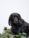 Black, Cocker Spaniel Mix Dog in Ivy Against White Photographic Print by Daniel Root