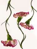 Flowing Carnation Flowers Photographic Print by Abdul Kadir Audah