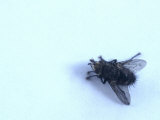 Fly on the Wall Lámina fotográfica por Images Monsoon Fly on the Wall Lámina fotográfica por Images Monsoon